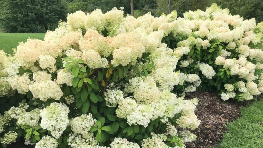 How far apart should I plant hydrangeas in my garden flower bed or hedge?