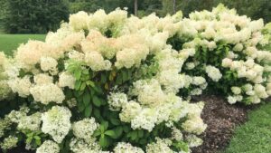 How far apart should I plant hydrangeas in my garden flower bed or hedge?