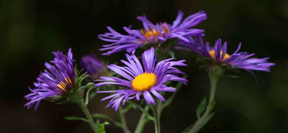 How to grow asters to bloom in autumn?