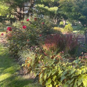 Ronda late summer garden in Pennsylvania