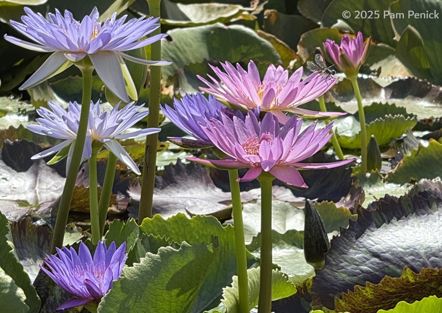 San Angelo's Water Lily Oasis