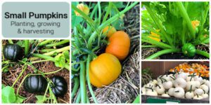Small Pumpkins: How to plant, grow and harvest small pumpkins