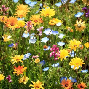 The spring flower list that most gardeners keep a secret