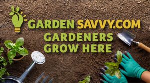 Weeds reveal the soil in your garden (and how to repair it)