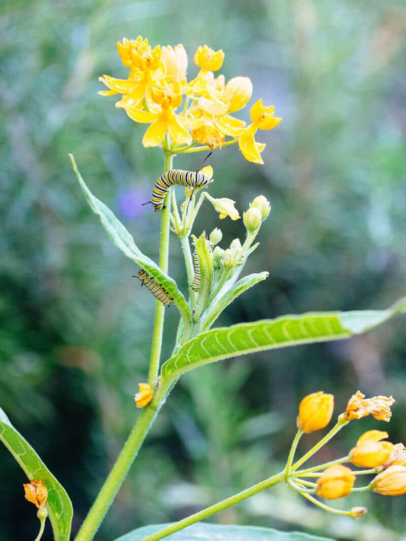 Why monarch butterflies need milkweed - but it's not just milkweed