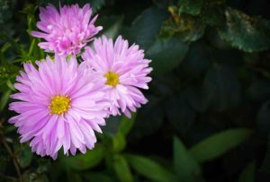 19 Perennials that bloom under the sun all summer long