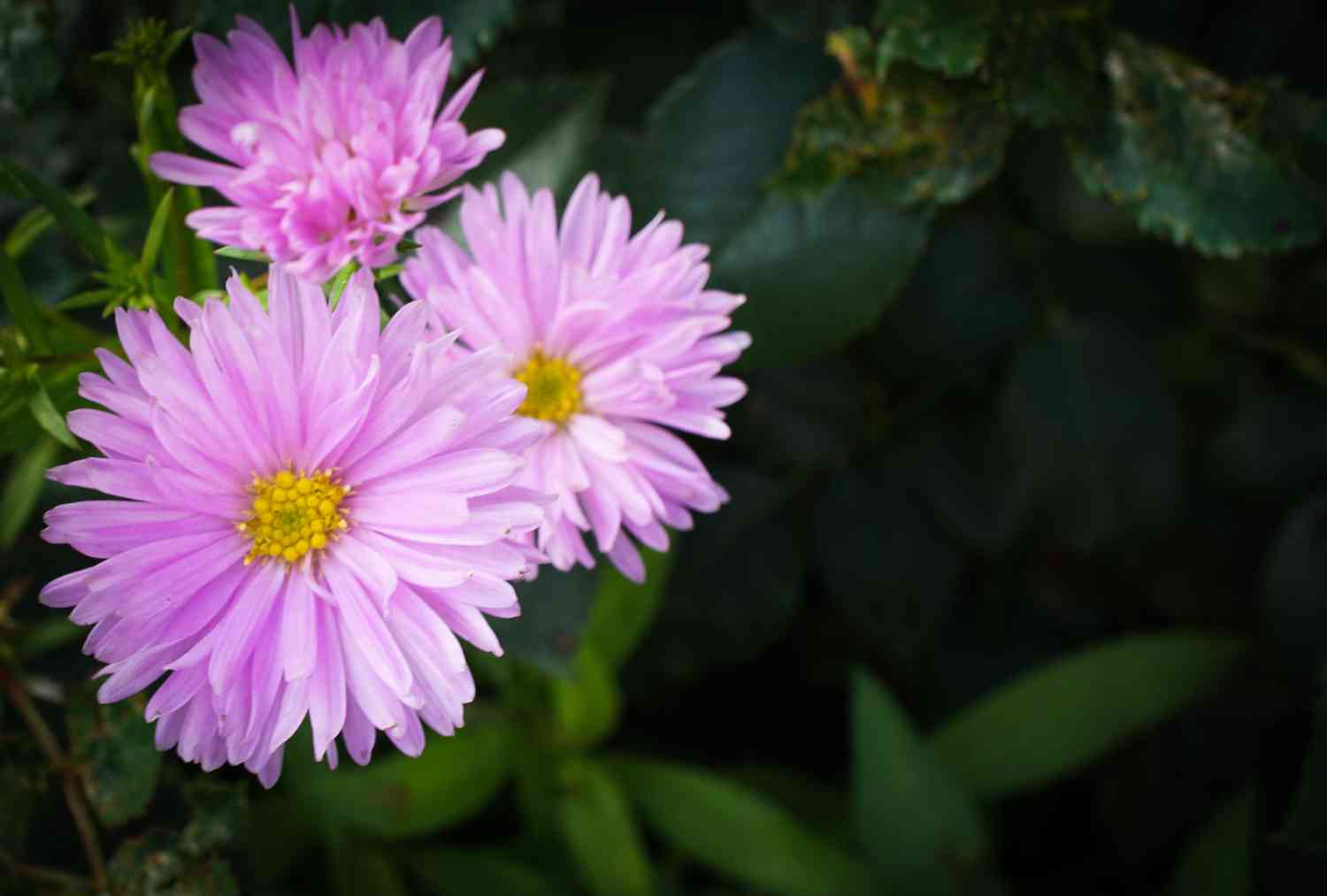 19 Perennials that bloom under the sun all summer long