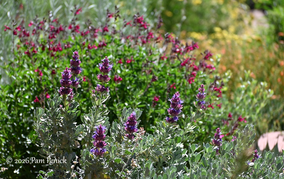 Heidi's pollinator garden blooming in June