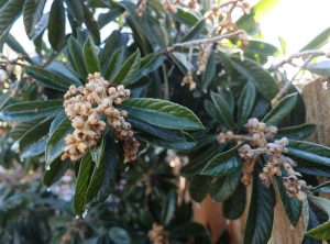 How to delay flowering of loquats?