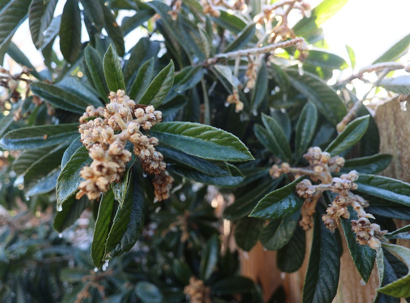 How to delay flowering of loquats?
