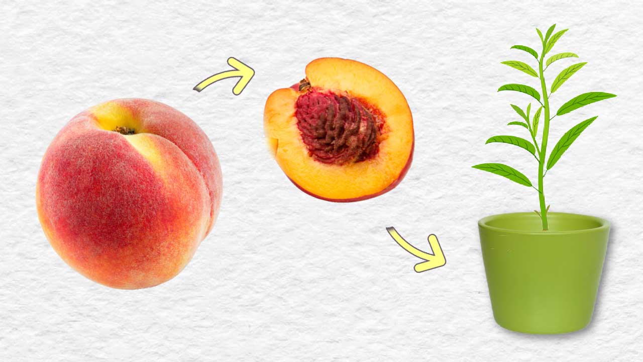 How to grow a peach tree from a hole