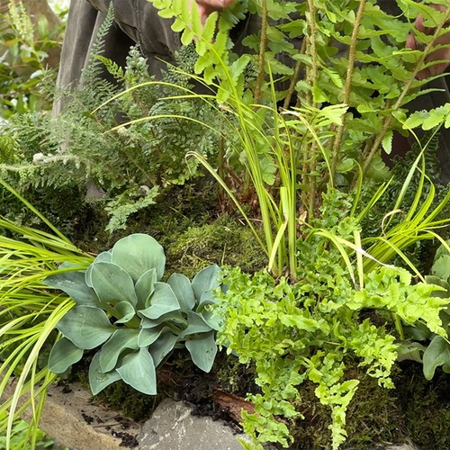 How to make a fern table