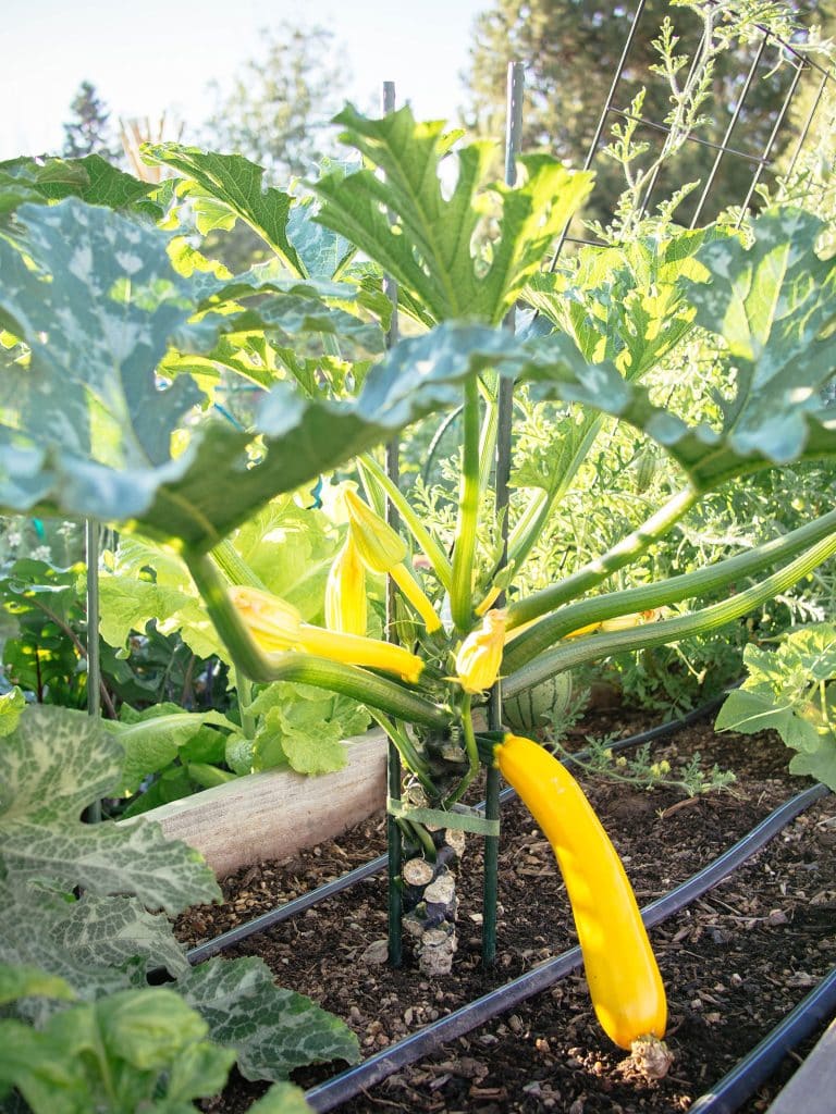 How to prop up and prune zucchini (the secret to producing better crops)