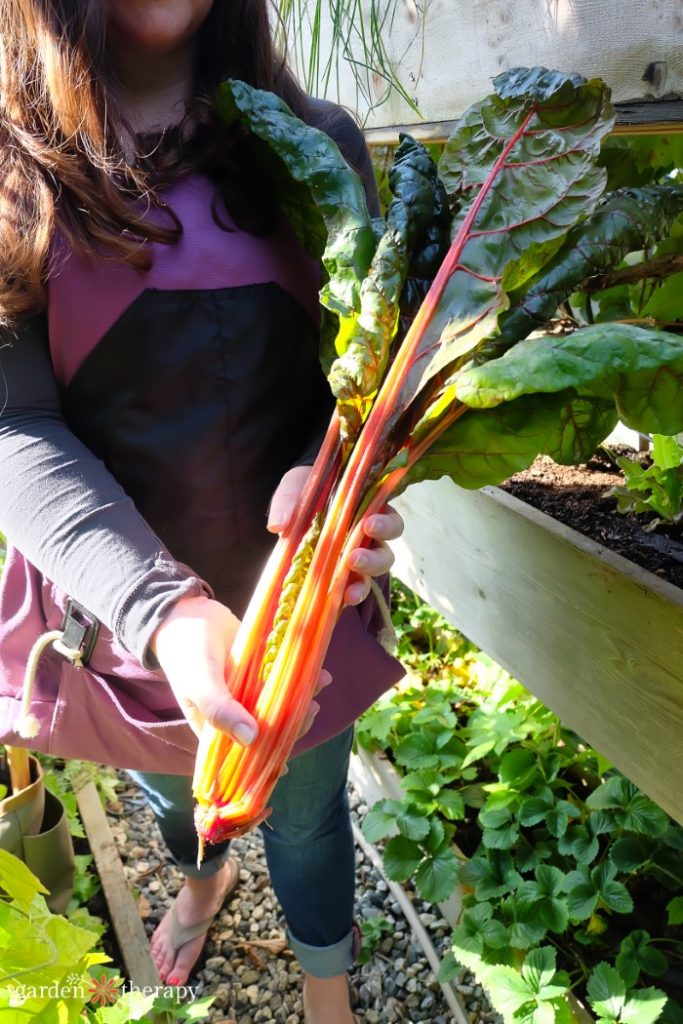 How to reduce food costs by gardening at home