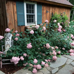 Jeffries Colorful Connecticut Garden
