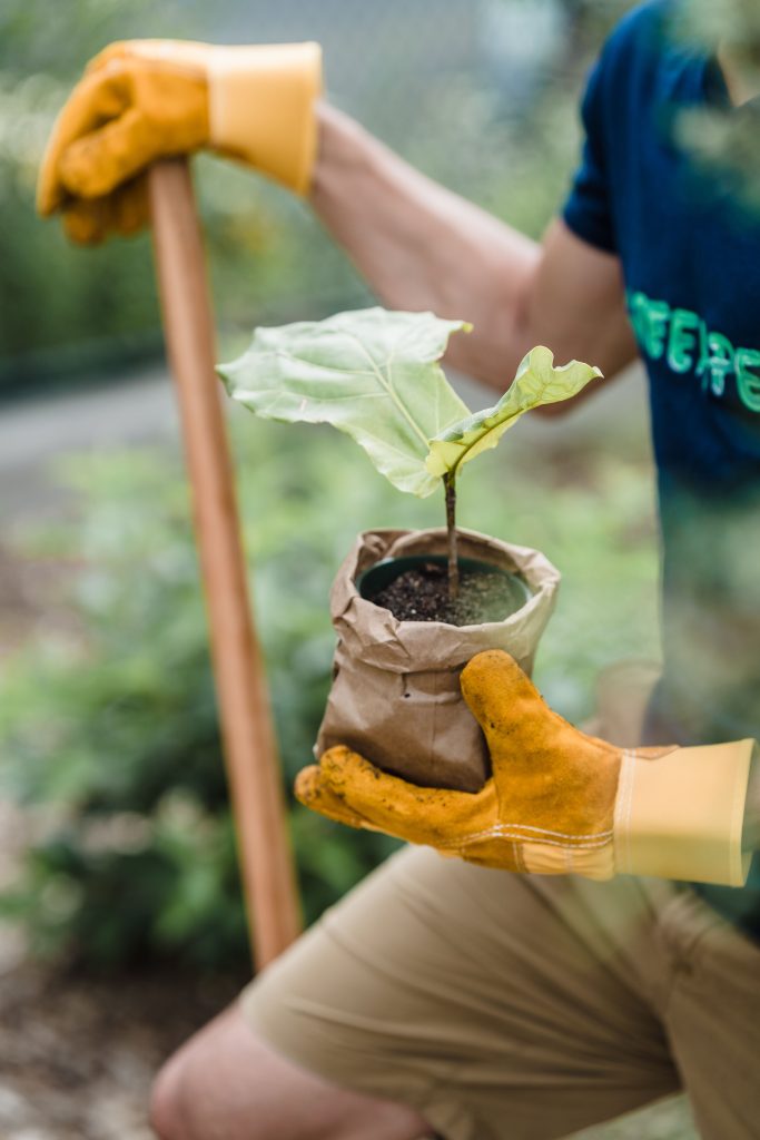Manage canopy competition and regenerate soil