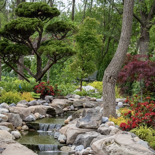 Planting plan for a woodland garden full of texture