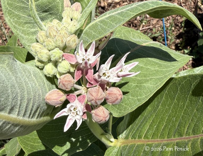 Pueblo Open Day: Sage Queen Garden welcomes monarch