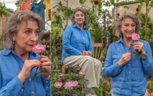 Rose 'Caroline Quentin' presented at RHS Chelsea Flower Show 2026