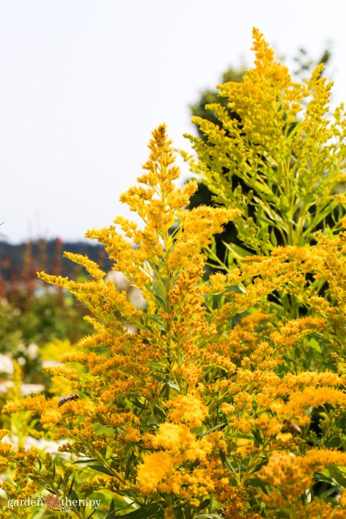 Sourcing and Propagating Native Plants: Your Ethical Guide