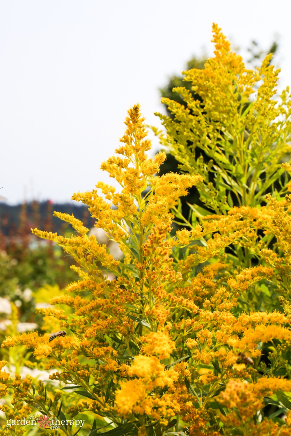 Sourcing and Propagating Native Plants: Your Ethical Guide
