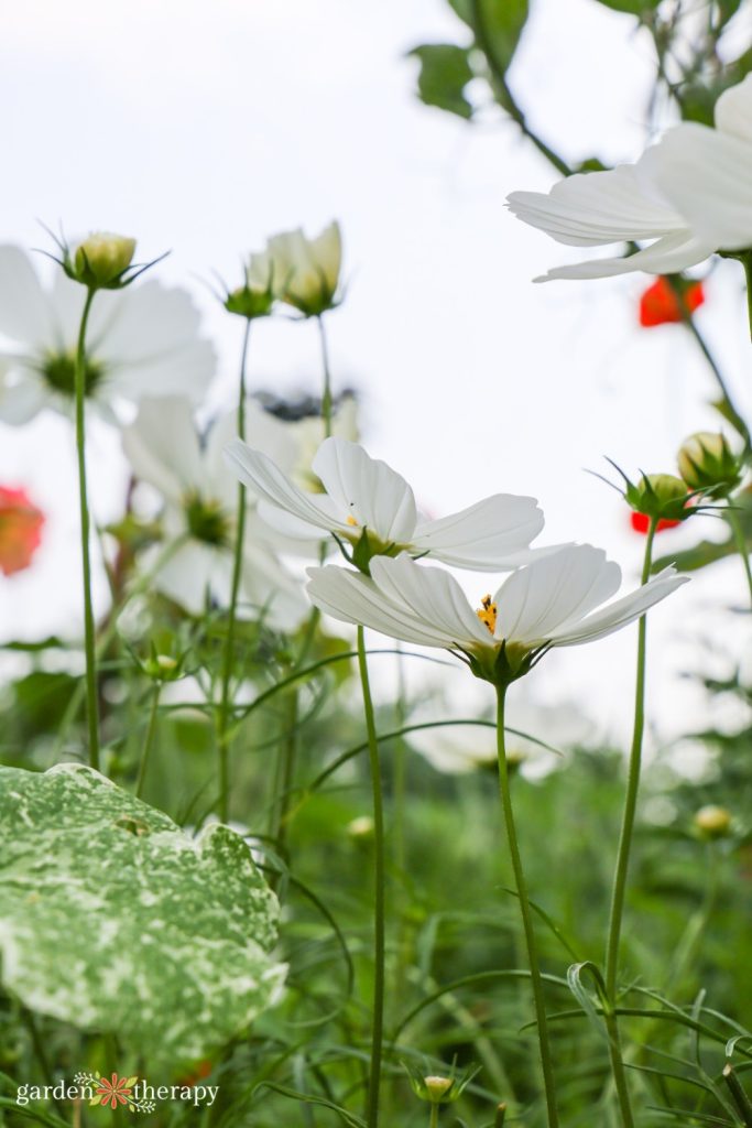 The most important gardening lesson I learned (and why I ultimately wrote this book)