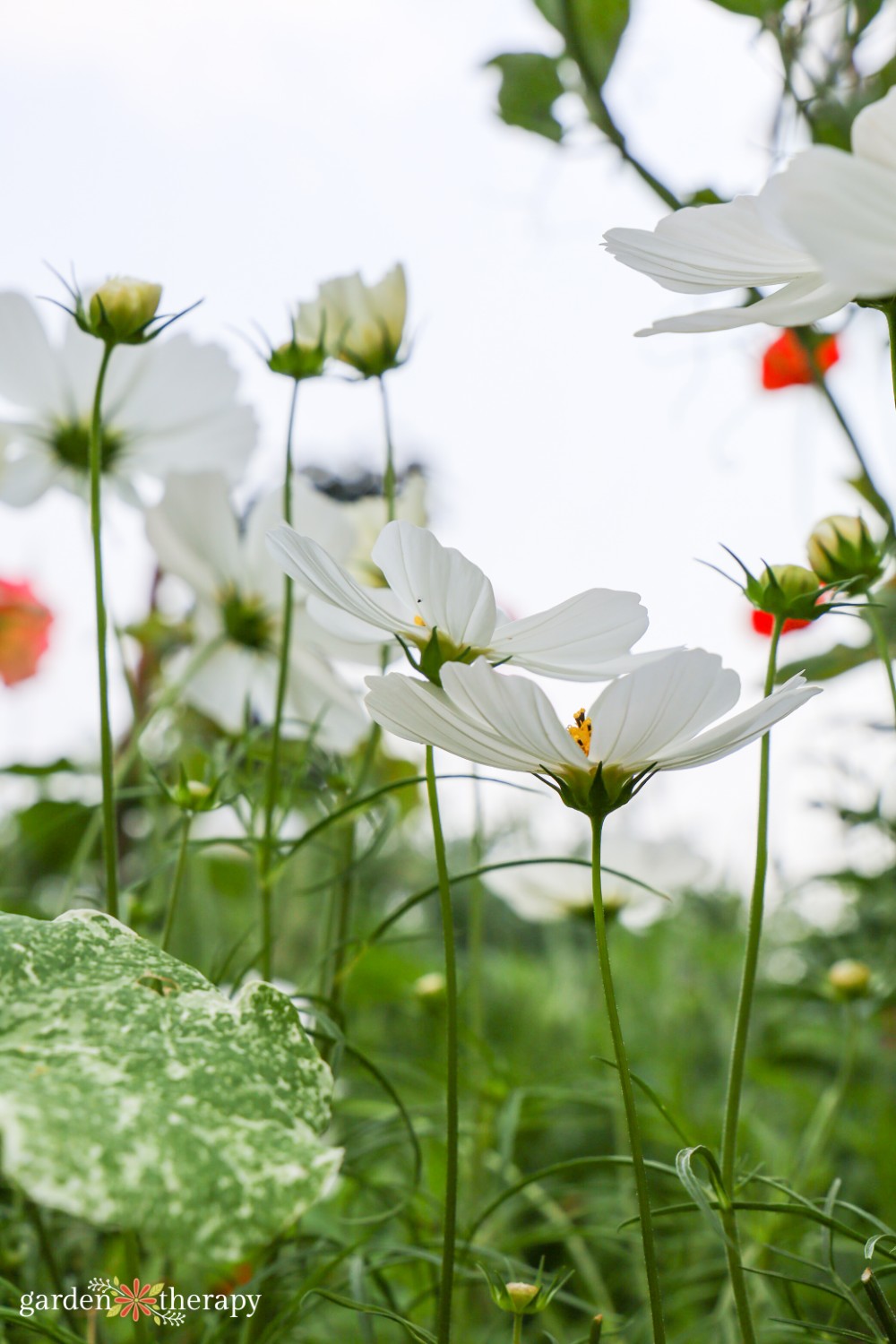 The most important gardening lesson I learned (and why I ultimately wrote this book)