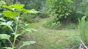 Want to get more food out of the food forest?