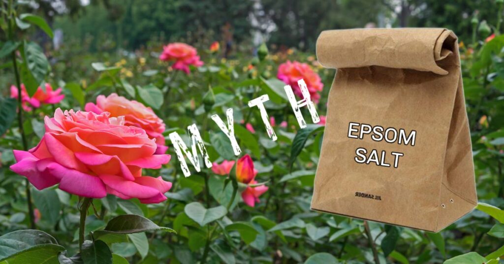 Why Epsom salt is bad for your garden (or the environment)
