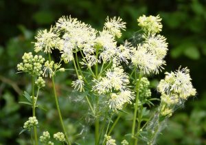 6 Flowering plants similar to asparagus