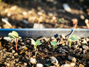 Are you getting a late start on your garden? It's never too late!