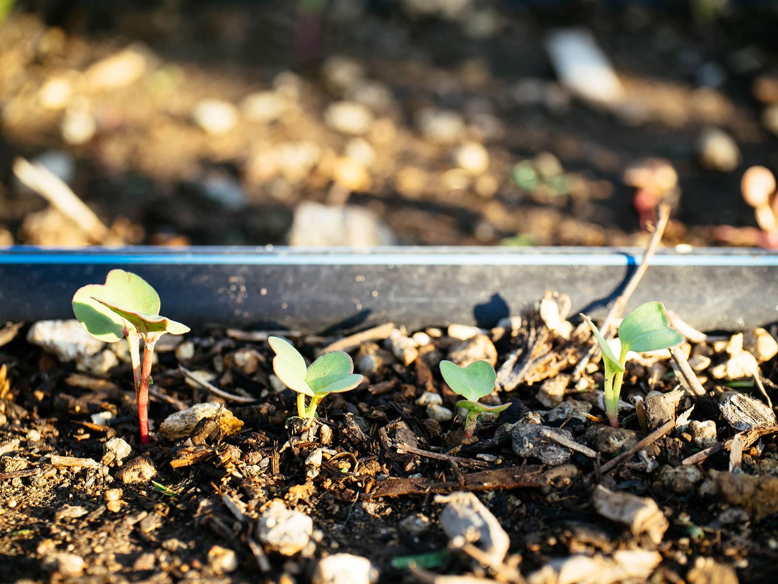 Are you getting a late start on your garden? It's never too late!