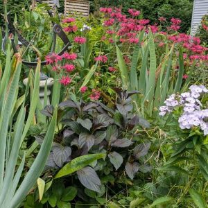 Christine's Garden Mistake