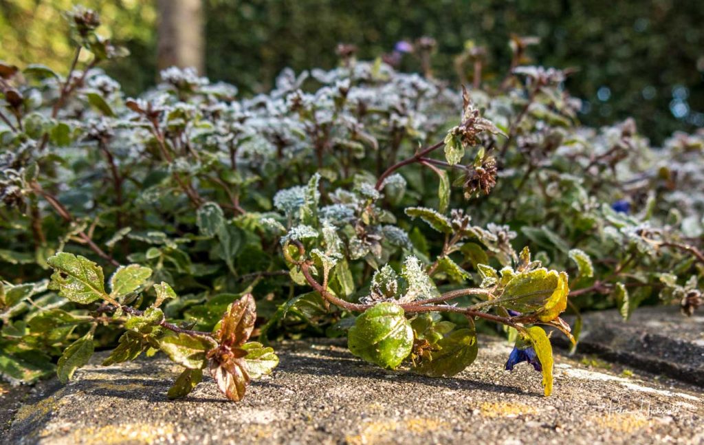Companion Planting 101: Practical Garden Combinations