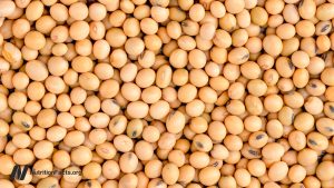 Does low protein intake increase FGF21 and lead to longevity?