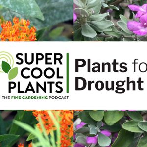 Episode 4: Drought-resistant plants