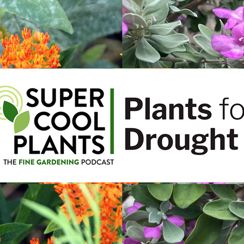 Episode 4: Drought-resistant plants