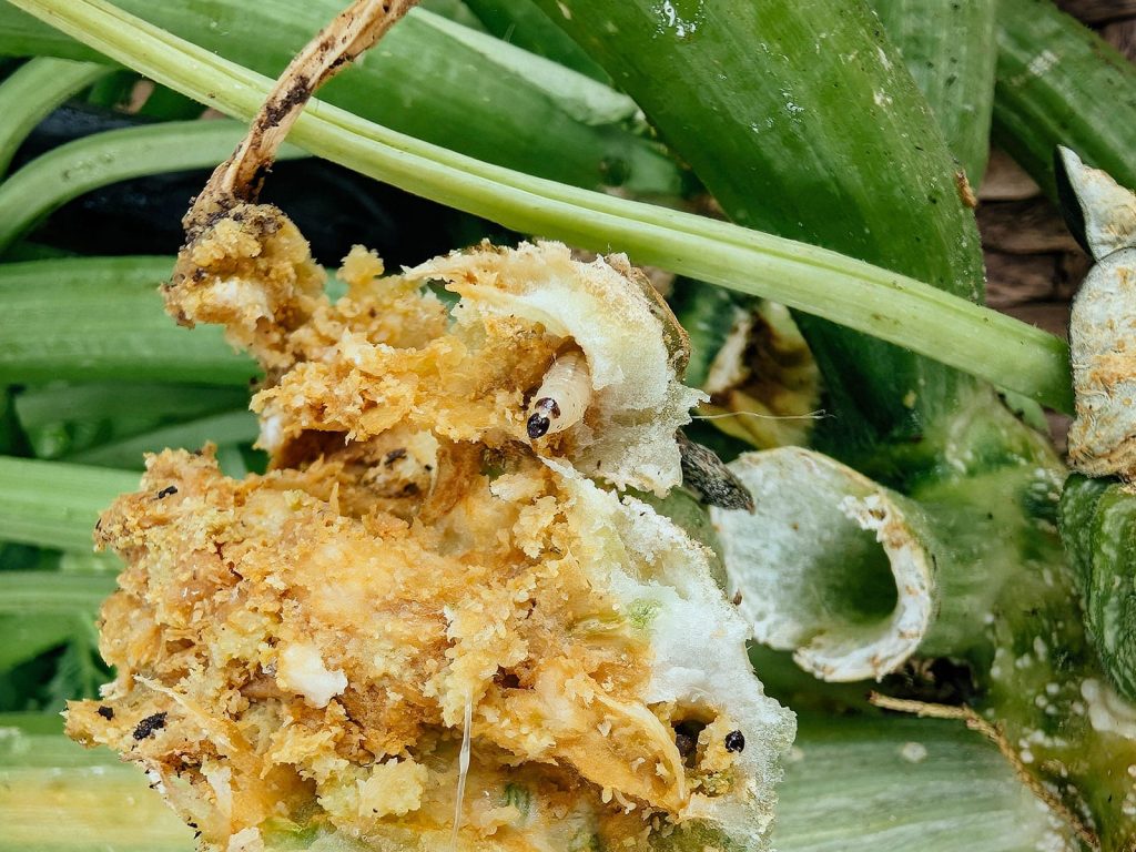 Follow one easy method to defeat Pumpkin Vine Borer
