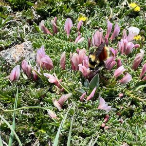 GPOD on the Road: Rocky Mountain National Park Wildflowers