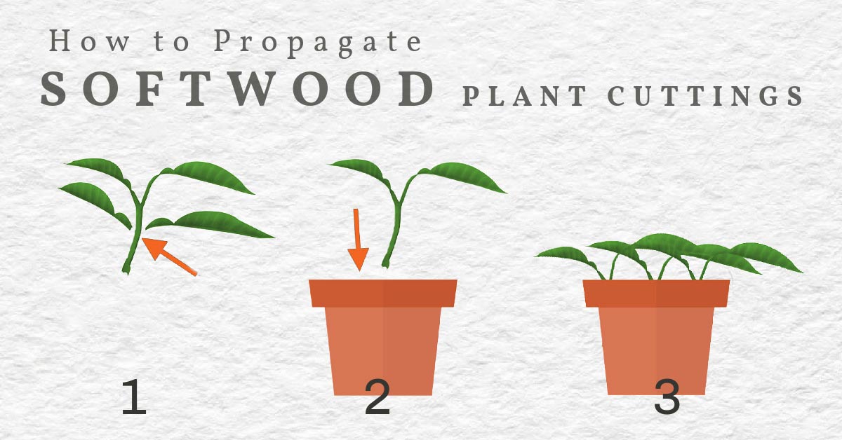 Growing Coniferous Cuttings: A Simple Step-by-Step Guide