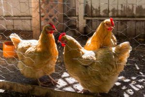 How to deworm chickens naturally?