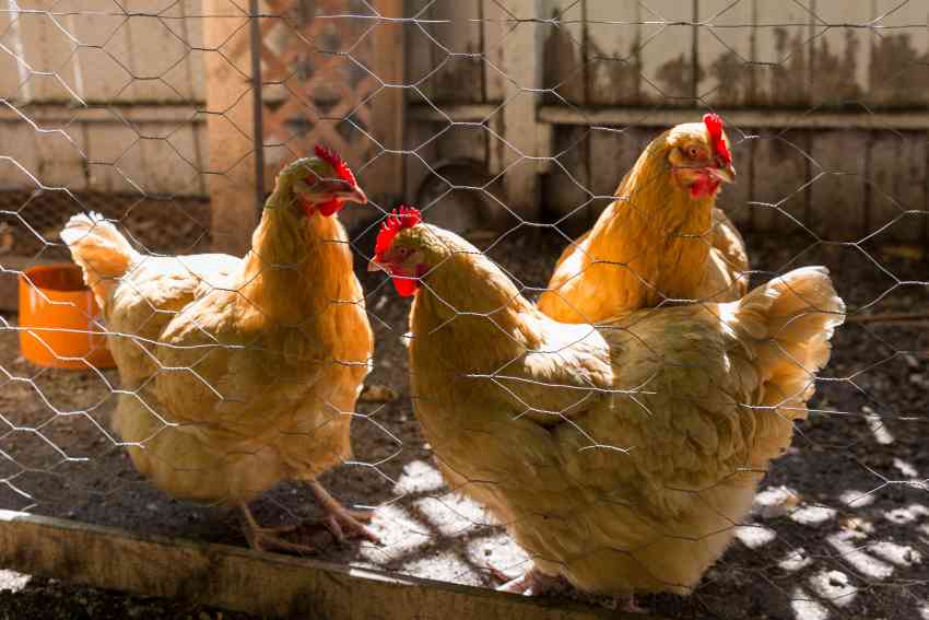 How to deworm chickens naturally?