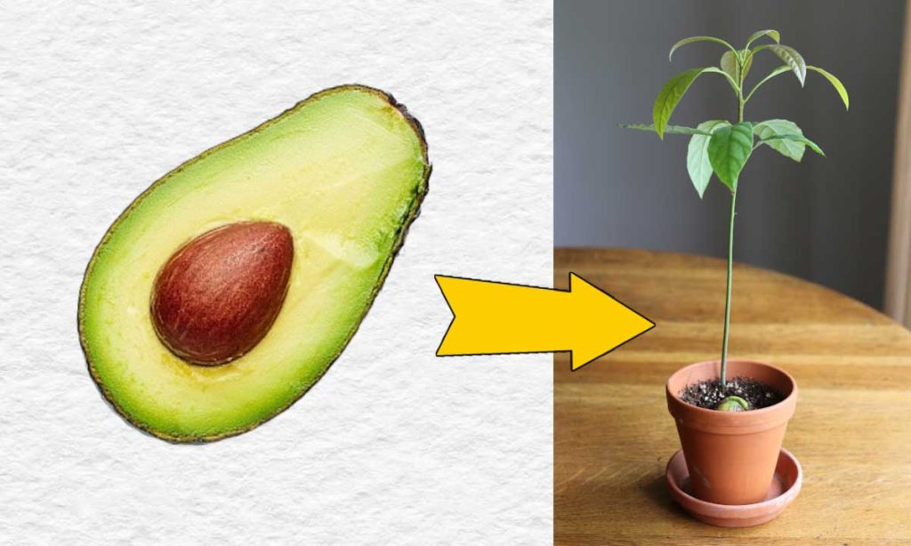 How to grow an avocado from seed (easy method)