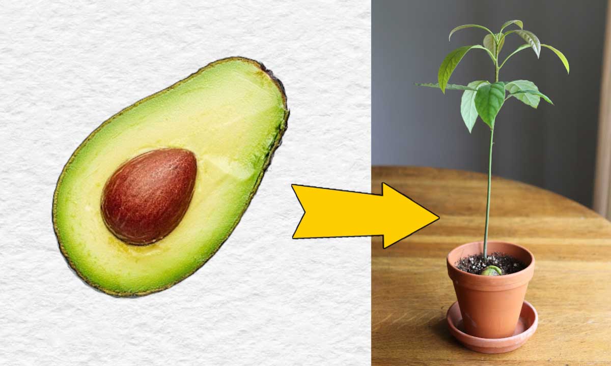 How to grow an avocado from seed (easy method)