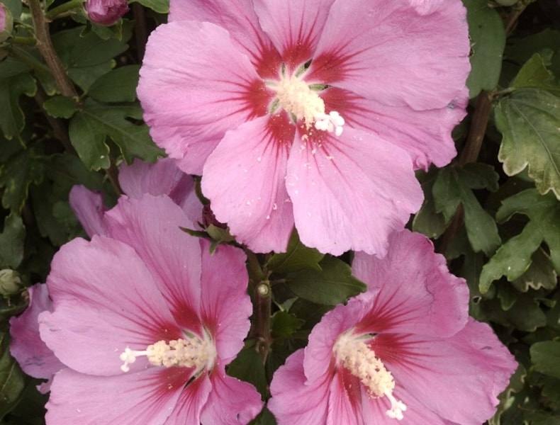 How to grow hibiscus