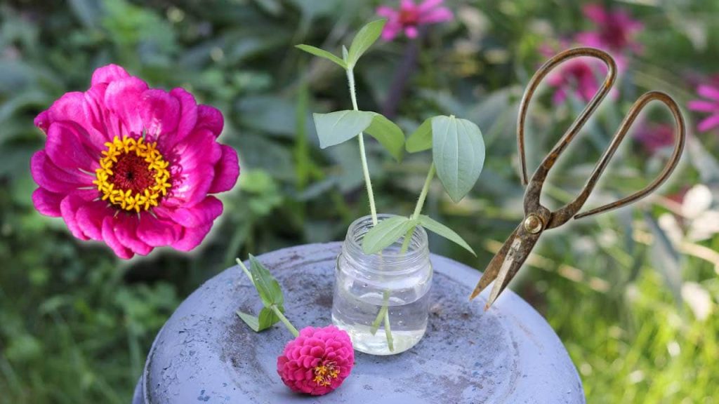 How to grow zinnias from cuttings