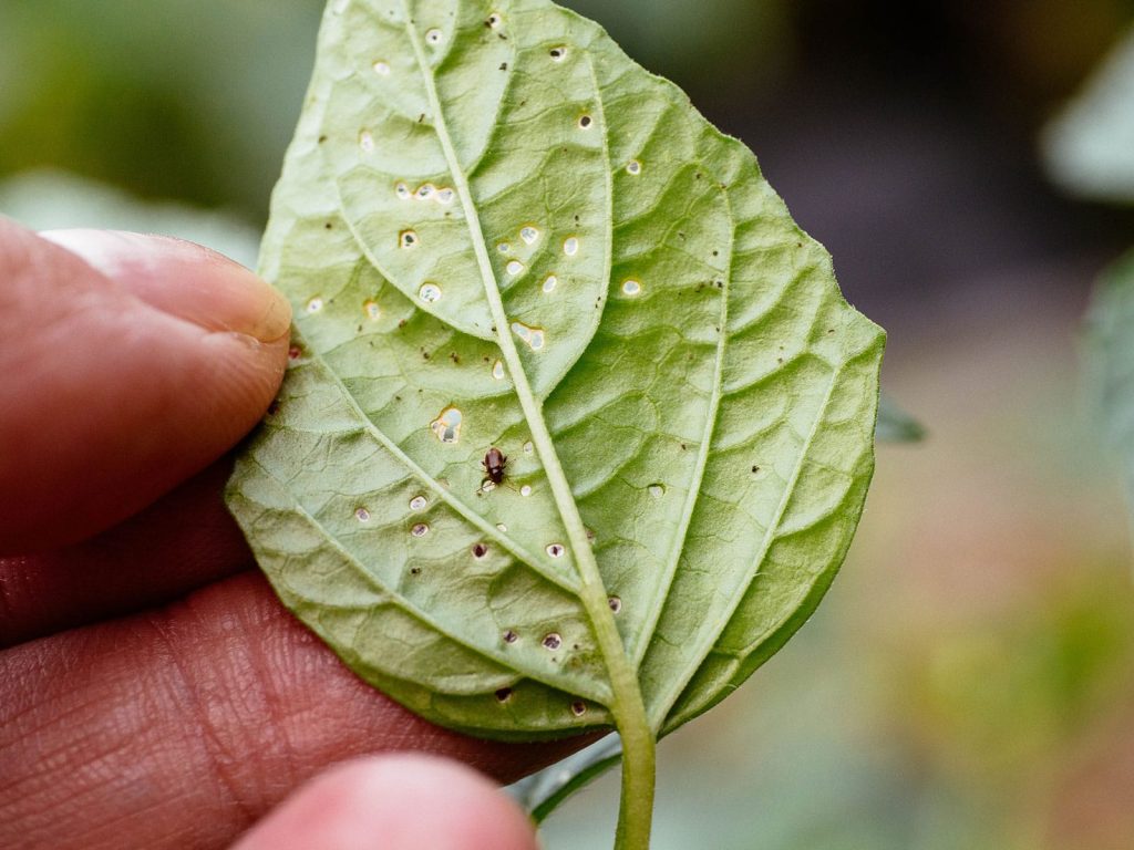 How to prevent flea beetles from eating plants