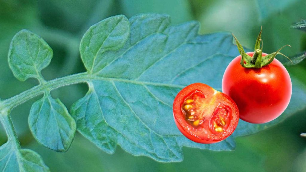 How to save tomato seeds (easy tutorial)
