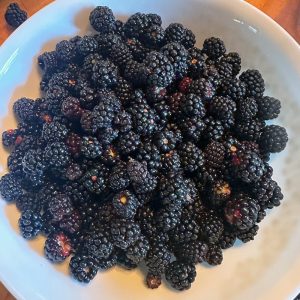 “Improved” wild dewberries?