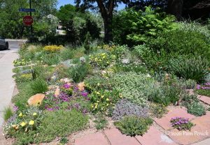 Keith Funk's rock garden under the pines